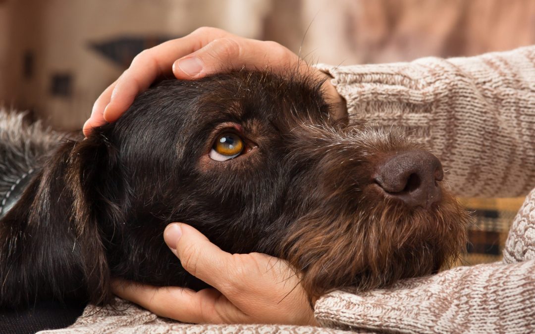 How dogs can help mental health