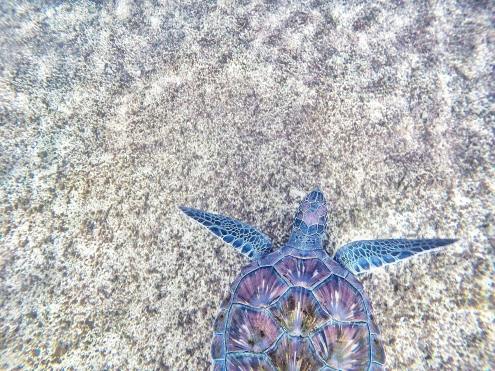 Goal setting for plastic free July