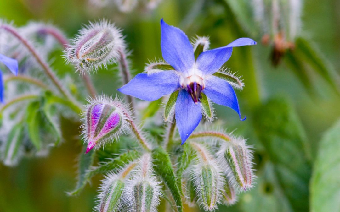 Dealing with change and uncertainty using flower essences