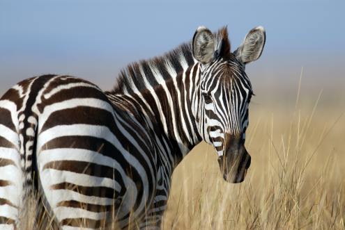 Why Don’t Zebra’s Get Ulcers?