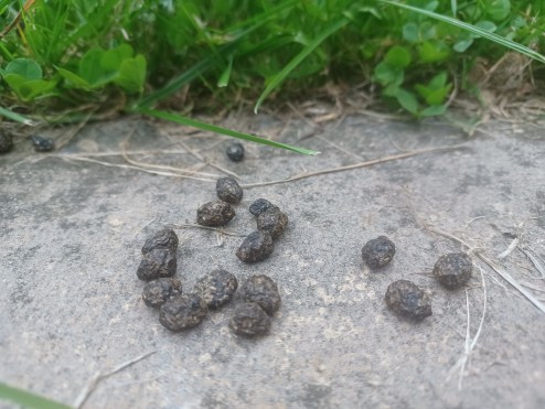 Rabbit poo