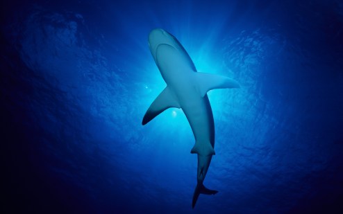 How to get over fear: I tried tapping to swim with sharks