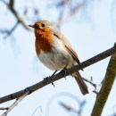 How living near birds boosts mental health